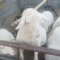 بره نرلاکن|حیوانات مزرعه|ارسنجان, |دیوار