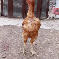 خروس لاری|حیوانات مزرعه|مشهد, باغون آباد|دیوار