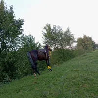 اسب کرد|اسب و تجهیزات اسبسواری|فومن, |دیوار