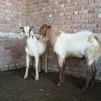 دوتا چپشت چاق فروشی