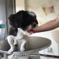 اصلاح و پیرایش حیوانات خانگی|خدمات آرایشگری و زیبایی|شاهین‌شهر, شهرک میلاد|دیوار