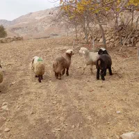 بره نر|حیوانات مزرعه|دیشموک, |دیوار