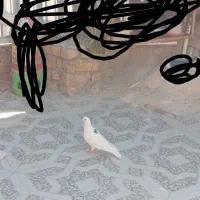 طوقی سیا ماده 350 کفتر سفید نیم طوق نر مست 200|پرنده|فیروزآباد (فارس), |دیوار