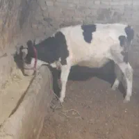 حیوانات مزرعه