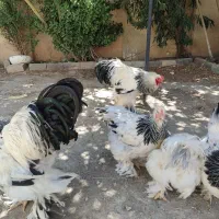 تخم مرغ نطفه دار برهما رومانی اصیل|حیوانات مزرعه|کرمانشاه, |دیوار