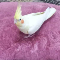 عروس هلندی گمشده