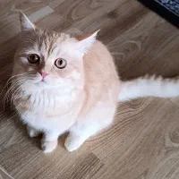 گربه نر بریتیش گلد جهت جفت گیری