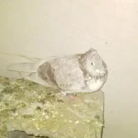 کفتر پرشی نر مست