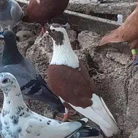 نرماده پشت سرخ عتیقه|پرنده|برازجان, |دیوار