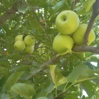 فروش باغ ۲۲ساله به متراژ تقریبا۶۰۰۰ هزارمتر|فروش زمین و ملک کلنگی|شاهین دژ, |دیوار