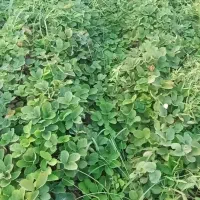 فروش نهال