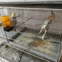 5جفت عروس مولد|پرنده|امیدیه, |دیوار