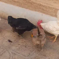 فروش مرغ و خروس|حیوانات مزرعه|ابرکوه, |دیوار