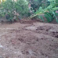 علف زنی|خدمات باغبانی و درختکاری|دزفول, |دیوار