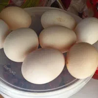 تخم مرغ محلی تازه