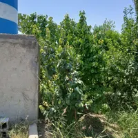 باغ چهار دیواری با آب ریشه ایی /قابلیت ساخت ویلا|فروش زمین و ملک کلنگی|تهران, صادقیه|دیوار