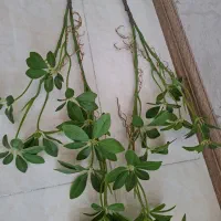 گل مصنوعی و گلدان|گل مصنوعی|شیراز, شیمی گیاه|دیوار