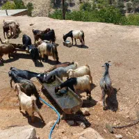 ۳۲ راس بز
