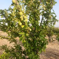 باغ شهر حسین آباد خان زنیان دشت ارژن|فروش زمین و ملک کلنگی|شیراز, شهرک جماران|دیوار