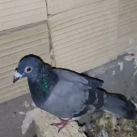 کبوتر
