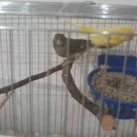 قناری مولد نرماده تخم دارن|پرنده|نقده, |دیوار