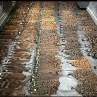 فروش و خریدار موی طبیعی رنگی