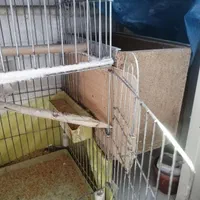 قفس برزگ با لونه برای طوطی سانان