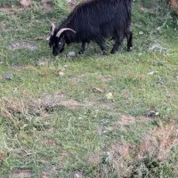 بز با بزغاله