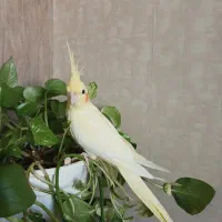 طوطی عروس هلندی نر شاه تخم
