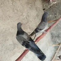 کبوتر جوجه