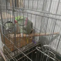 فروش شاه طوطی