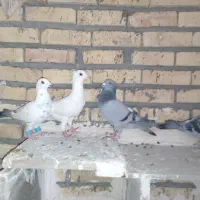 شش کفتر عالی از هر لهاز