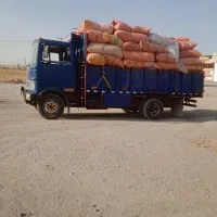 کاه گندم. برای میش