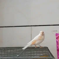 قناری وعروس هلندی ماده|پرنده|ابریشم, |دیوار