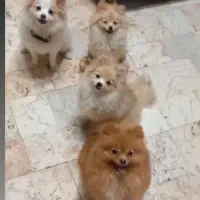 مربی و رفتارشناس سگ ها با مدارک بین المللی|خدمات آموزشی|کرج, فاز ۱ مهرشهر|دیوار