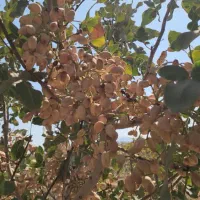۱۲۰۰ متر/ باغ پسته/ معاوضه/ساوه روستای پیک|فروش دفتر صنعتی، کشاورزی، تجاری|گلستان (تهران), |دیوار