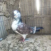 پرنده پرشی|پرنده|کاشان, راوند|دیوار