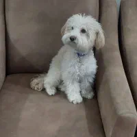 پودل توی ماده عقیم شده