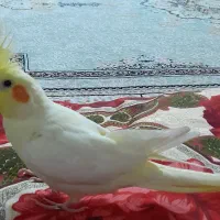 گمشده