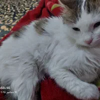 گربه سفیدماده ۷ماهه
