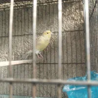 قناری نر و ماده