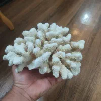 مرجان دریایی طبیعی