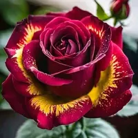 نیاز به ضامن وام