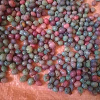 تازه  چیده شده