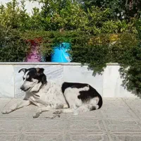 گمشده|حیوانات|جهرم, |دیوار