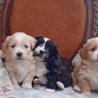 سگ شیتزو بسیار زیبا|سگ|تهران, الهیه|دیوار