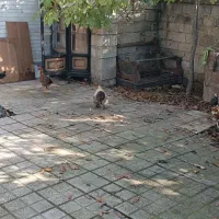 حیوانات مزرعه|حیوانات مزرعه|قائم‌شهر, |دیوار