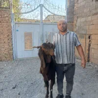 یک راس نربز پاکستانی|حیوانات مزرعه|خاوران, |دیوار