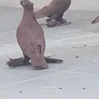 کبوتر راعبی اصل کربلایی