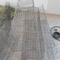 قفس مرغ تخمگذار|حیوانات مزرعه|مبارکه, |دیوار